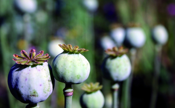 Poppies