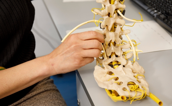 Doctor manipulating model spine
